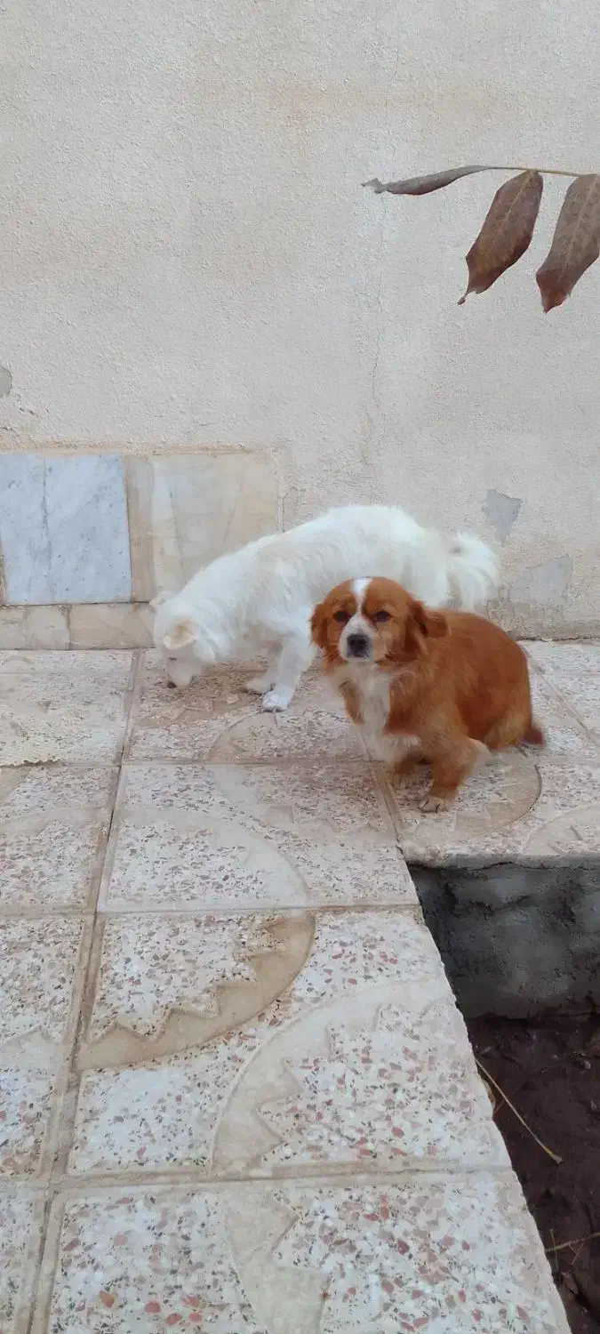 فروش یه جفت سگ پا کوتاه|سگ|اقبالیه, |دیوار