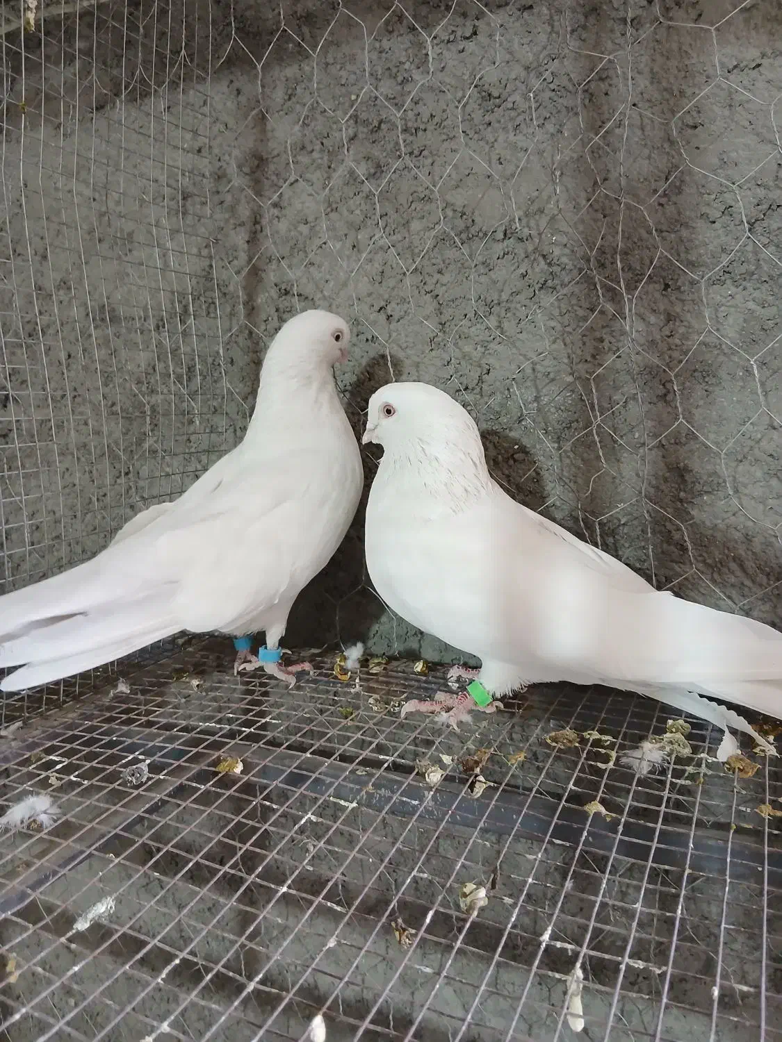 کفتر کبوتر سفید چشم نوک سفید سینه ای|پرنده|خمینی‌شهر, |دیوار