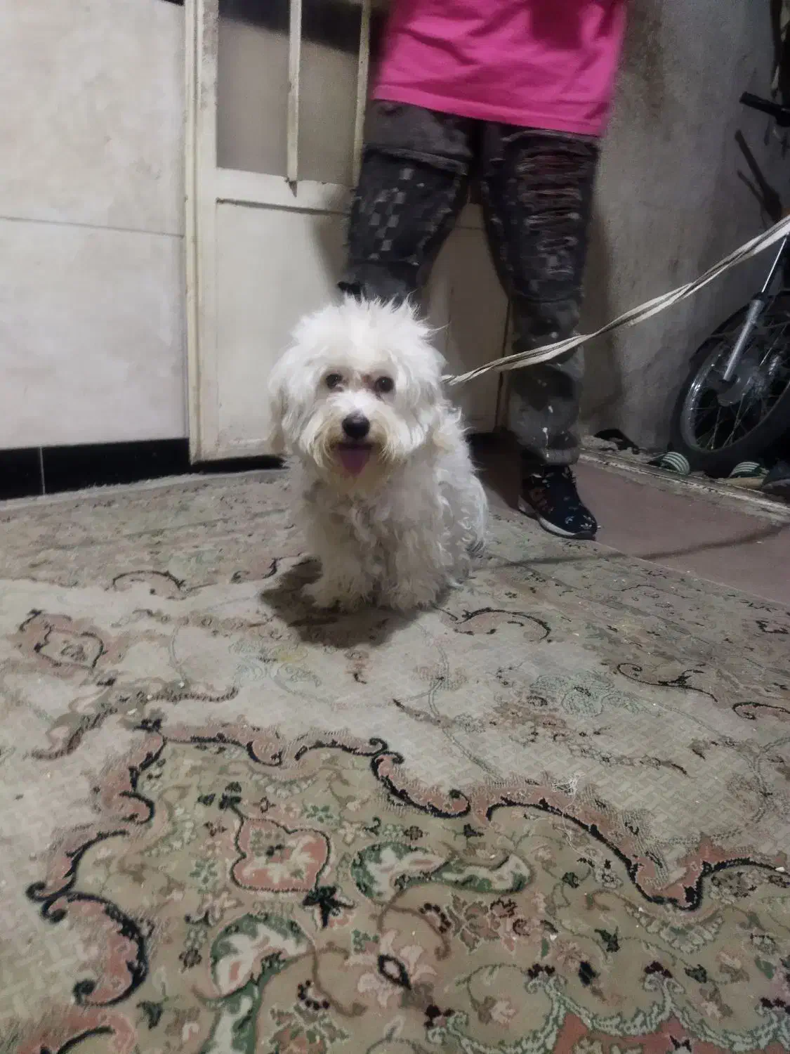 سگ پشمالو|سگ|نسیم‌شهر, |دیوار