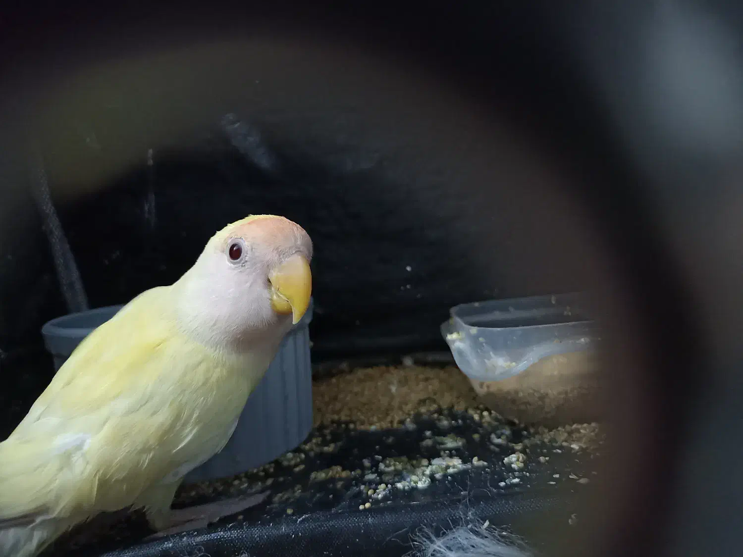 طوطی برزیلی|پرنده|اصفهان, خواجه عمید|دیوار