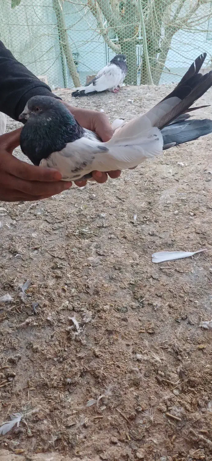 کبوتر|پرنده|کبودرآهنگ, |دیوار