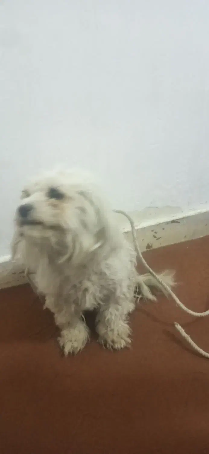 قیمت فروش 1500000تومان|سگ|یاسوج, |دیوار