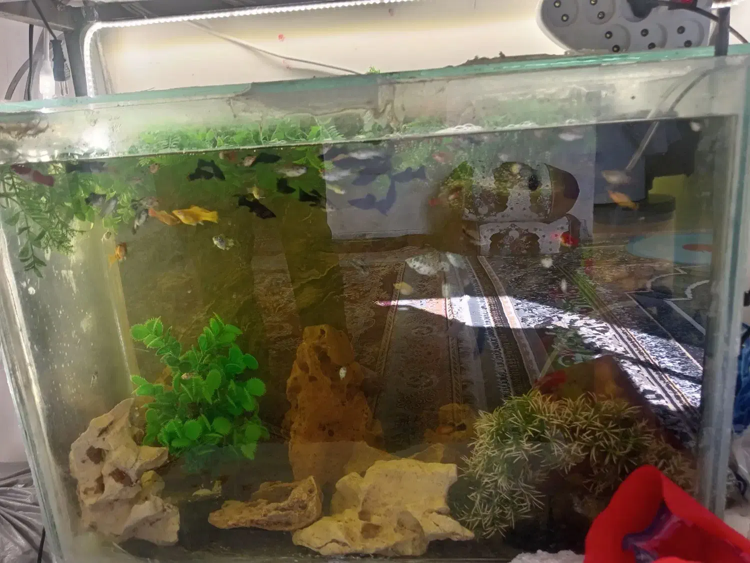 فروش ماهی گوپی ومولی|ماهی|شیراز, سعدیه شمالی|دیوار