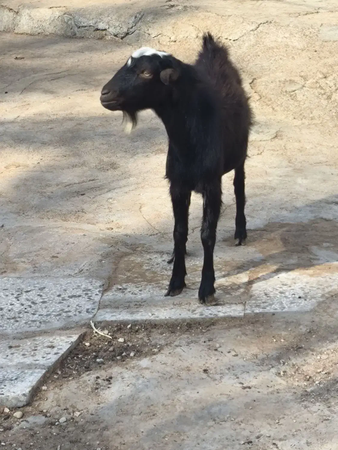 کره نر|حیوانات مزرعه|بندر دیر, |دیوار