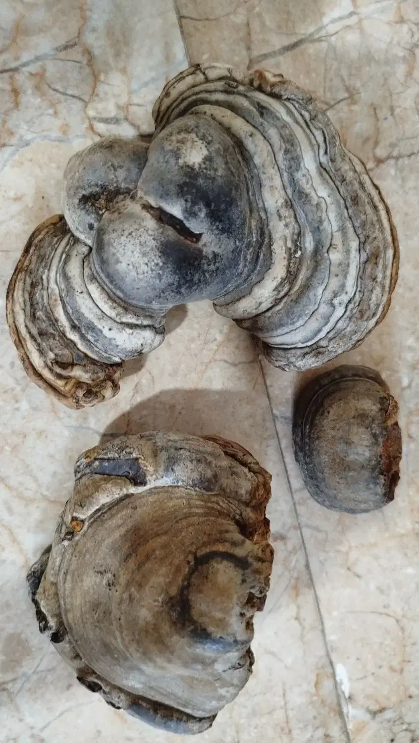 قارچ گانودرما|خوردنی و آشامیدنی|تهران, شهرک گلها (تهرانسر)|دیوار