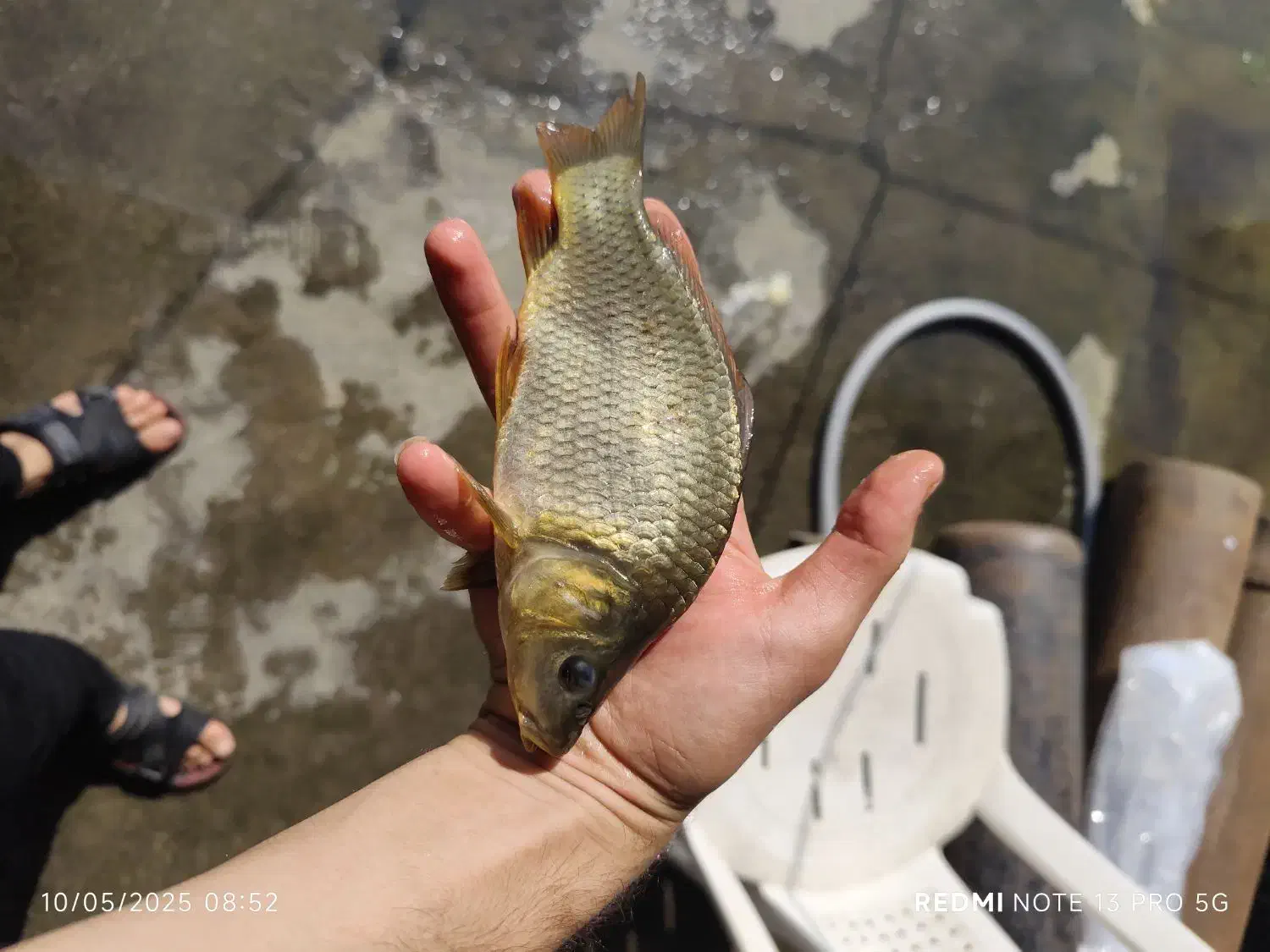 فروش بچه ماهی پرورشی کپور آمور|ماهی|کرج, ترمینال کلانتری|دیوار