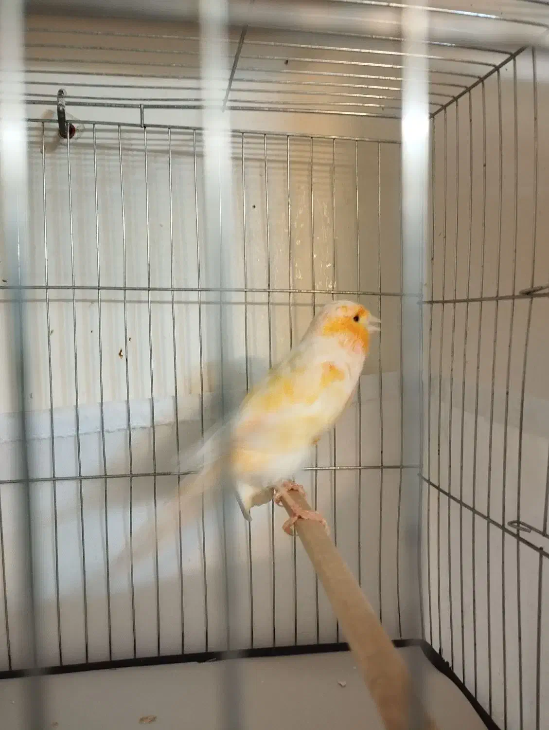 قناری پرتغالی نر|پرنده|تهران, جیحون|دیوار