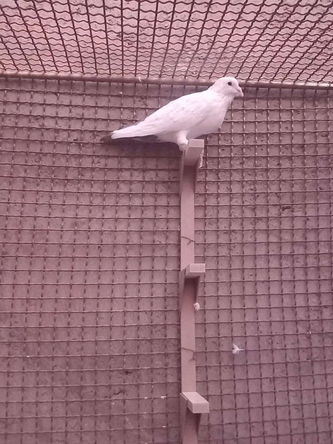 نر دم قهوه ای دم قفل|پرنده|راور, |دیوار