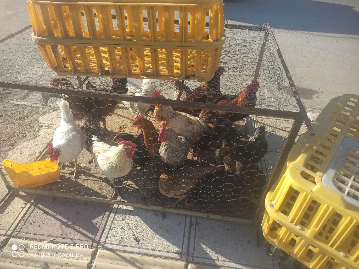 مرغ محلی مرغ کر(وار )خروس|حیوانات مزرعه|سرپل ذهاب, |دیوار