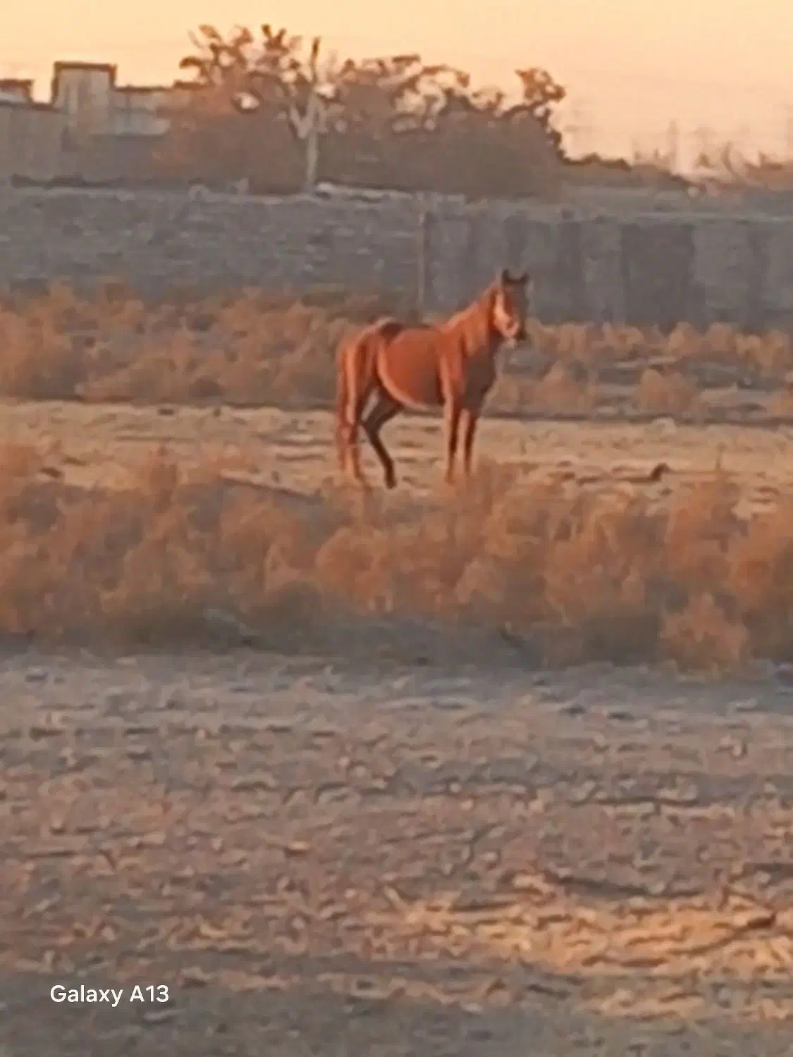 اسب و کره اسب هردو مادیون|اسب و تجهیزات اسب‌سواری|مشهد, شهرک امام سجاد|دیوار