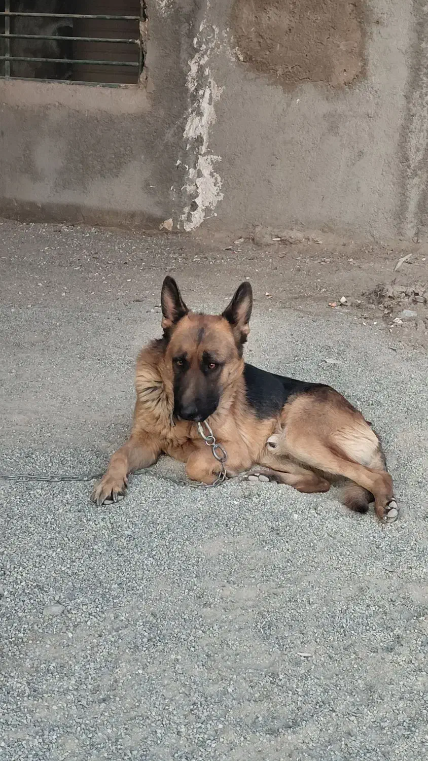 توله سگ ژرمن شپرد|سگ|رباط‌کریم, منجیل آباد|دیوار
