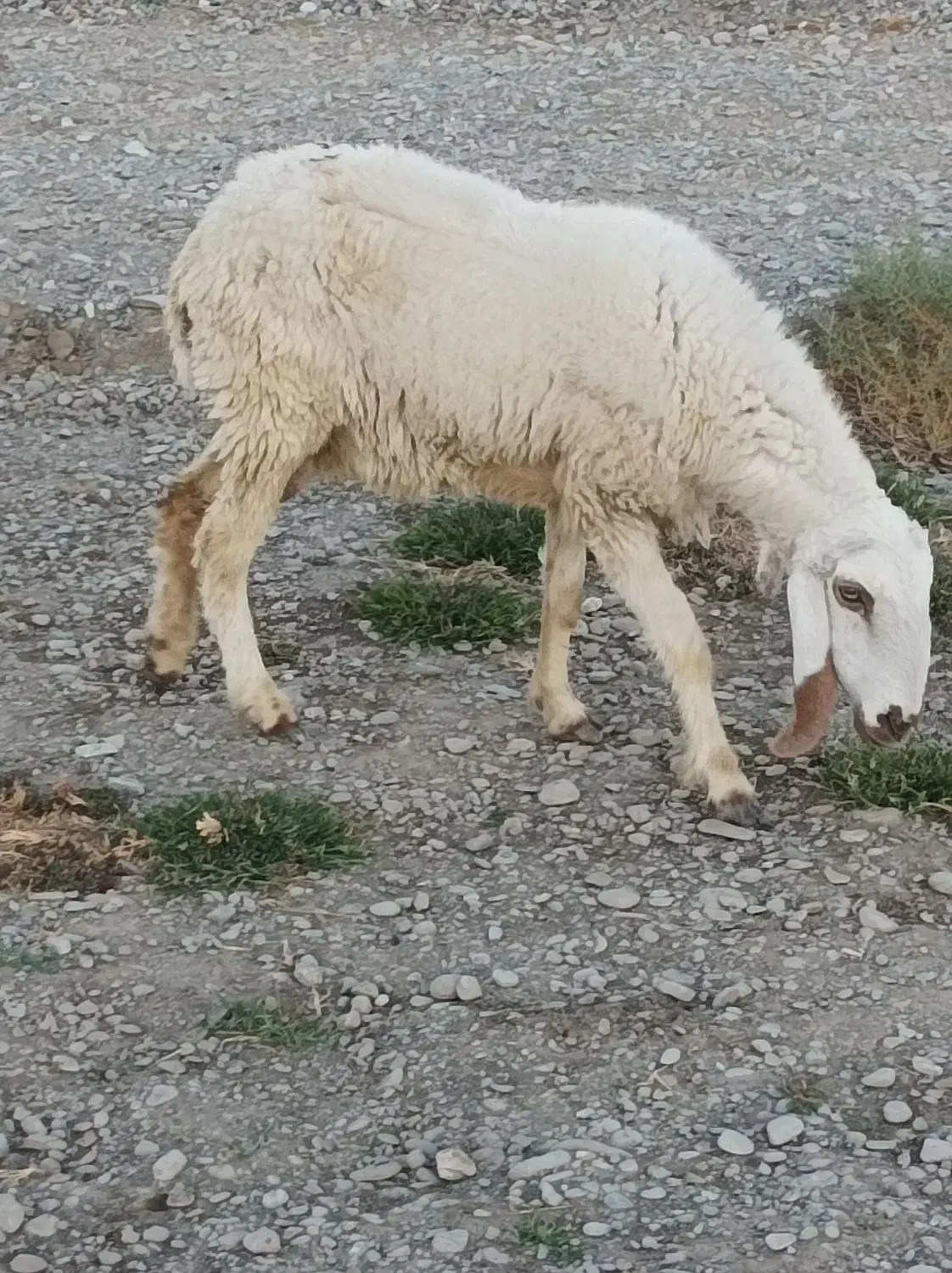 گوسفند و بز|حیوانات مزرعه|ایرانشهر, |دیوار