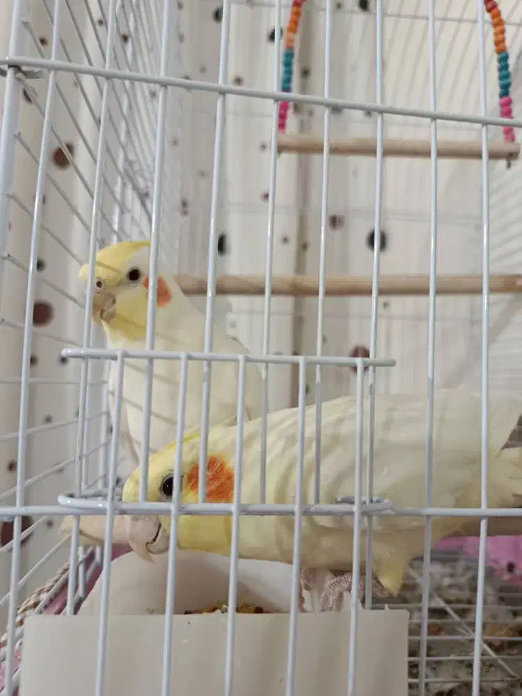 عروس هلندی|پرنده|کوار, |دیوار