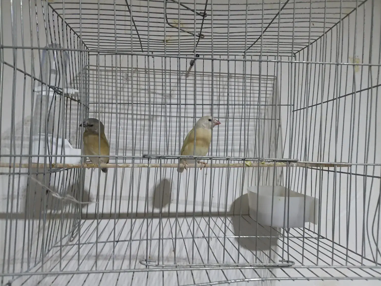 فنچ گلدین|پرنده|سیرجان, |دیوار