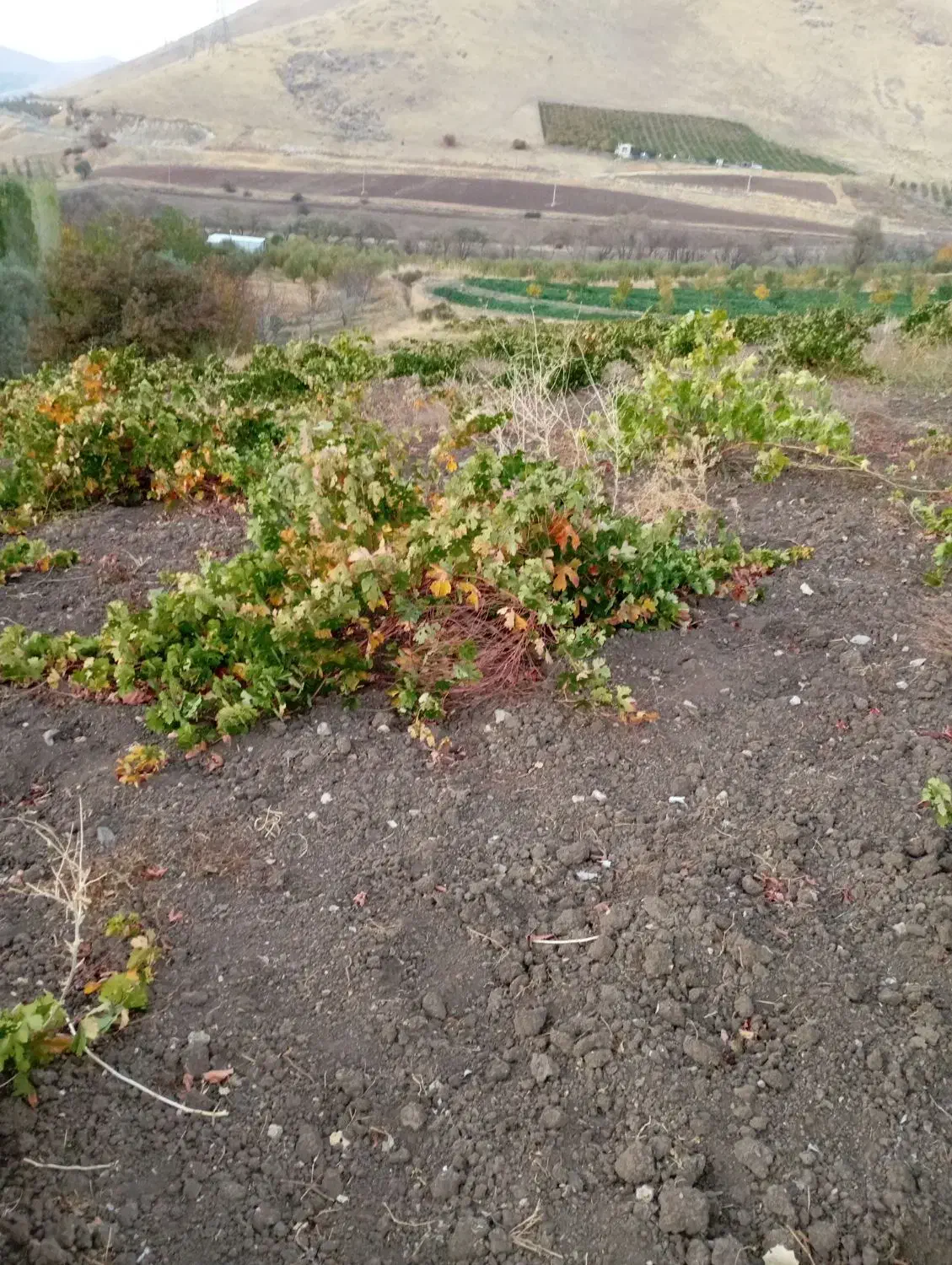 فروش زمین|فروش زمین و ملک کلنگی|پیرانشهر, |دیوار