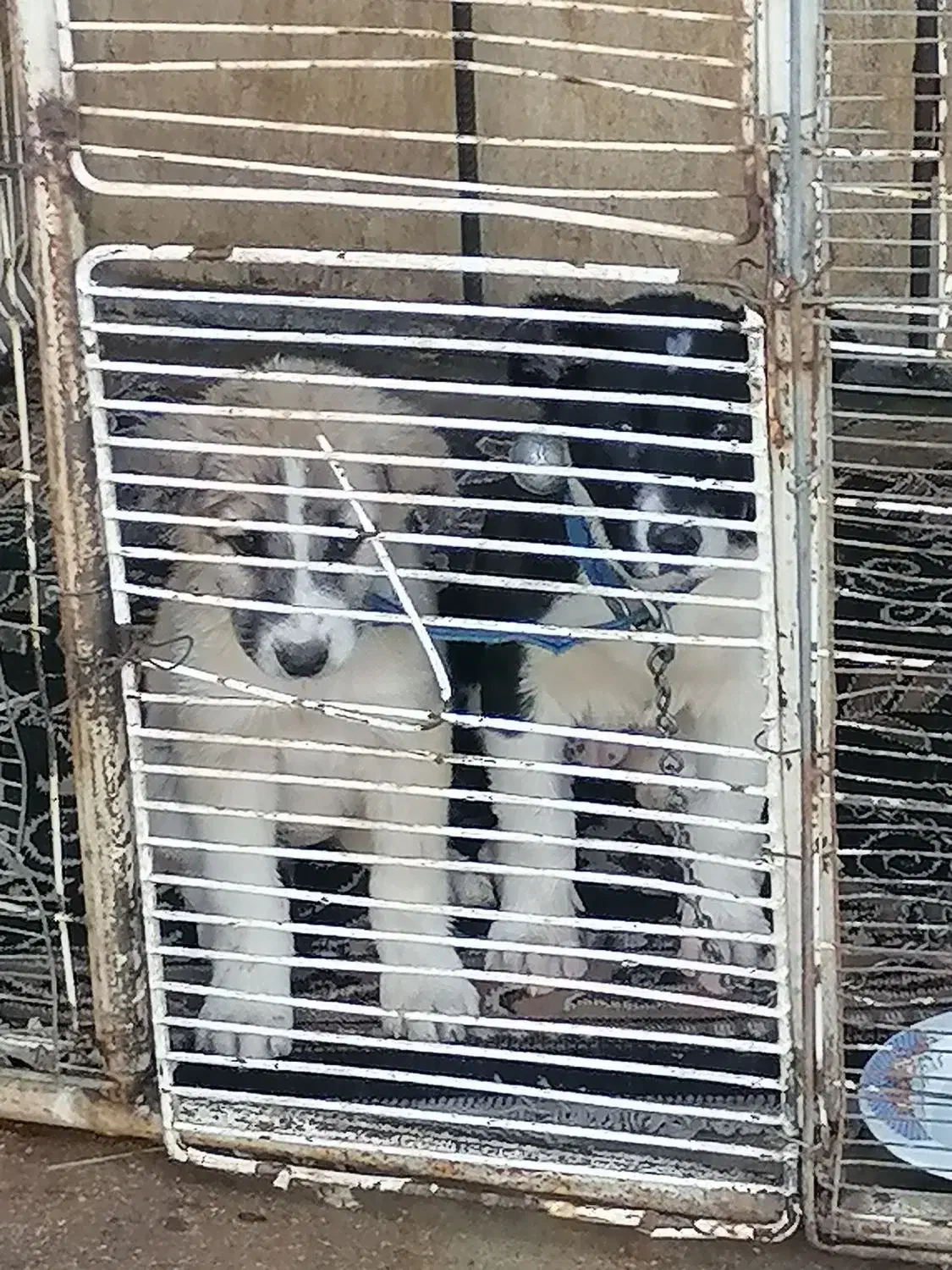 سگ  قدرجونی|سگ|مسجد سلیمان, |دیوار