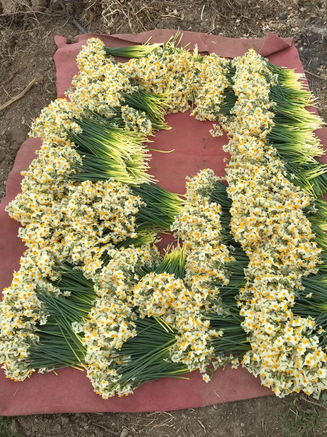 گل نرگس|گل و گیاه طبیعی|آزادشهر, |دیوار