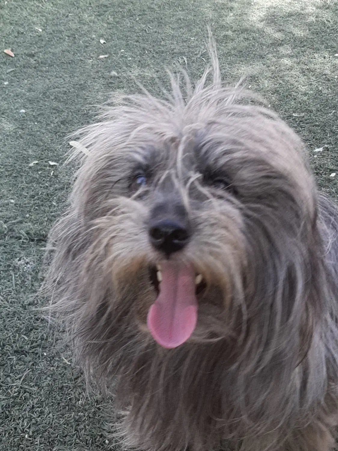 تِرییِر رنگ خاص|سگ|تهران, افسریه جنوبی|دیوار