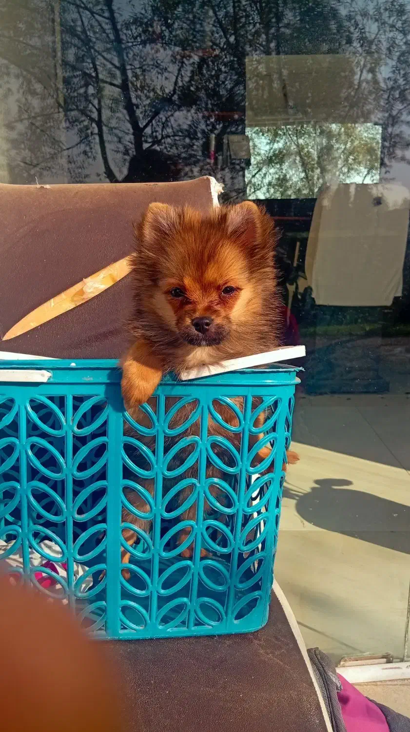 سگ پامر|سگ|فرح آباد, |دیوار