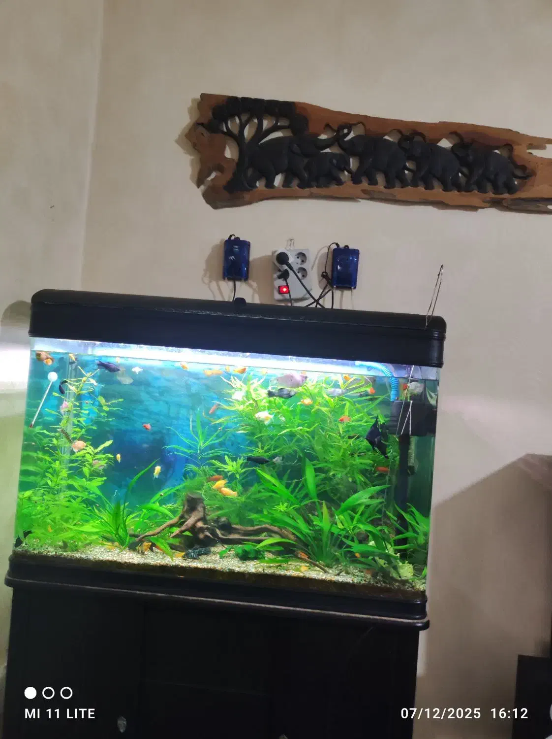 فروش اکواریوم|ماهی|بندر ماهشهر, |دیوار