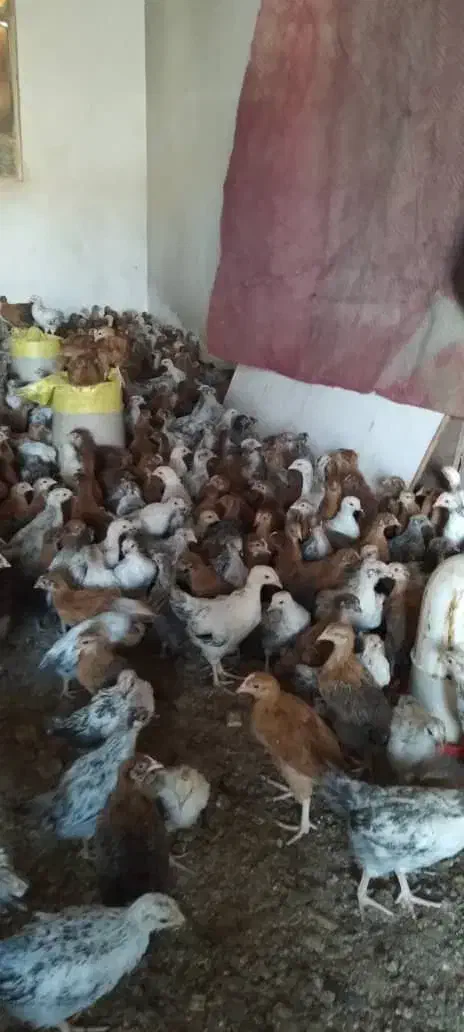 جوجه و مرغ|حیوانات مزرعه|اندیمشک, |دیوار