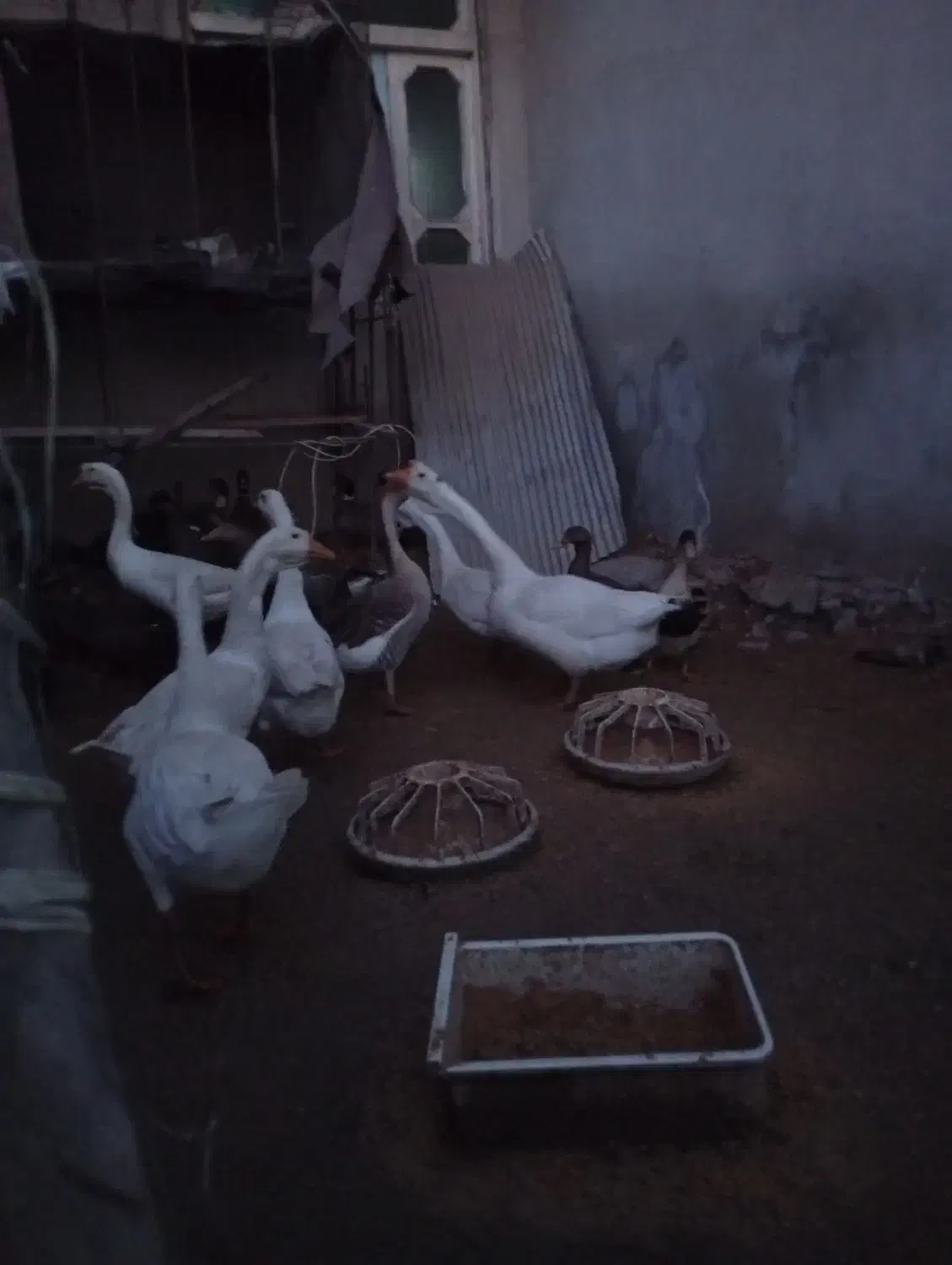 غازلیندا شب یلدا|حیوانات مزرعه|بابکان, |دیوار