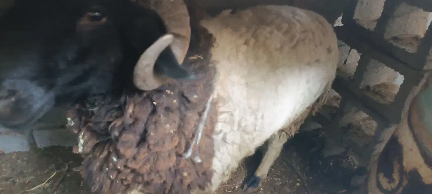 یک عدد بره|حیوانات مزرعه|دهبکری, |دیوار