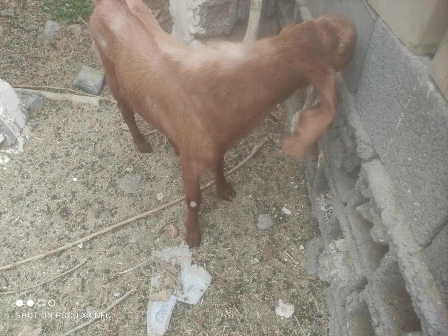 چپشت|حیوانات مزرعه|قلعه گنج, |دیوار