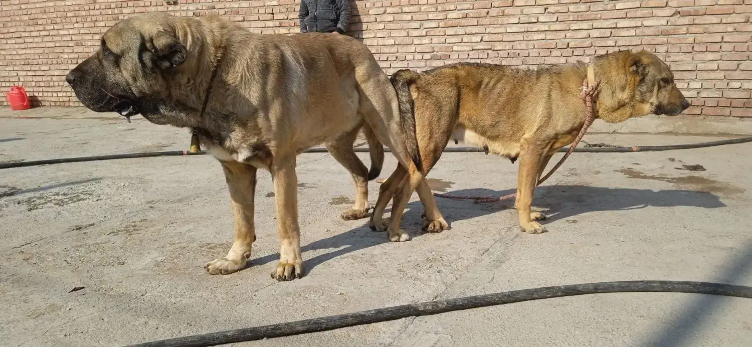 ماده سرابی|سگ|سراجو, |دیوار