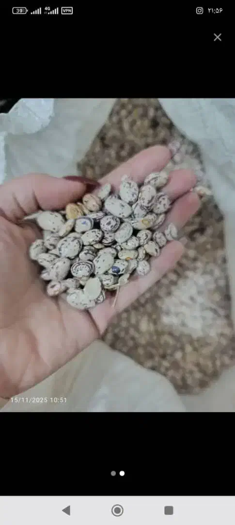 لوبیا چیتی|عمده‌فروشی|رشت, کوی امام رضا|دیوار