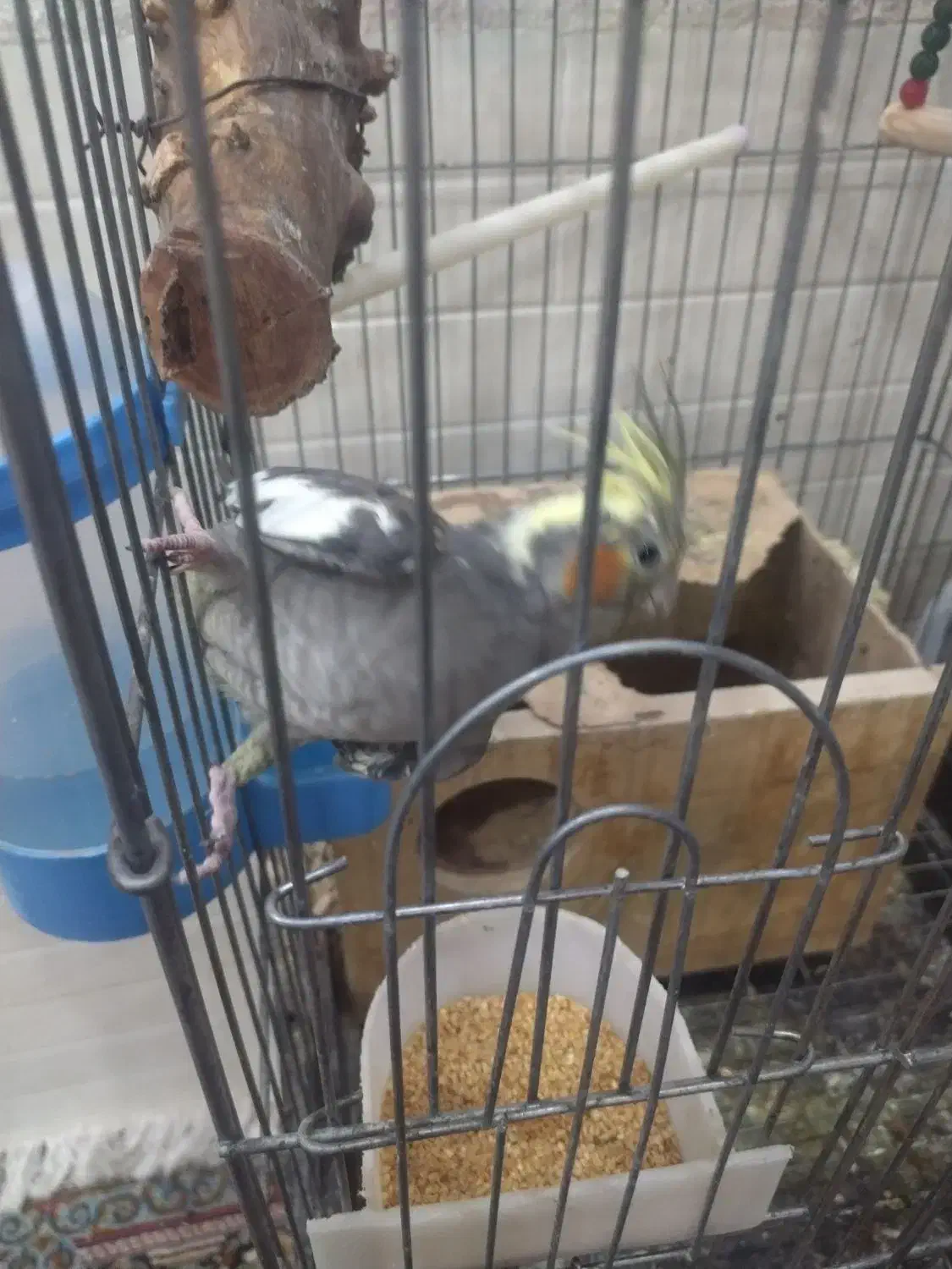 طوطی عروس|پرنده|اردکان, |دیوار