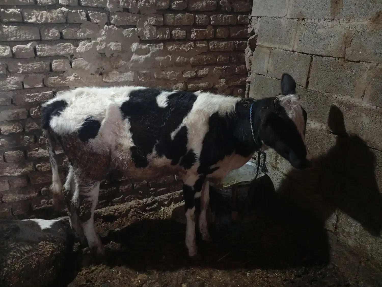 گوساله ماده|حیوانات مزرعه|دوزین, |دیوار