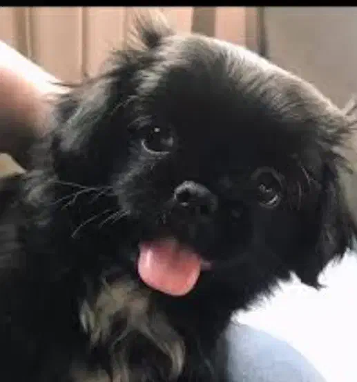 توله سگ پشمالو شیتزوپیکنیز ۲تاماده|سگ|رشت, جانبازان|دیوار