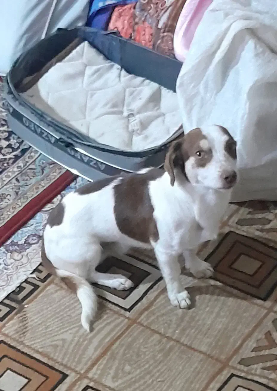 سگ پاکوتاه اشپیتز آلمانی|سگ|مشهد, نوده|دیوار