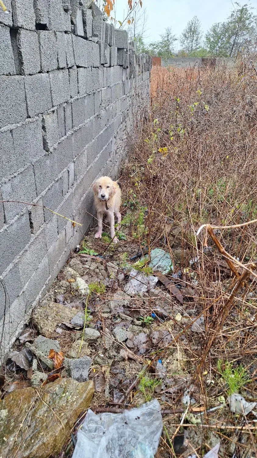 سگی پیدا شده|حیوانات|رشت, پیرکلاچای|دیوار