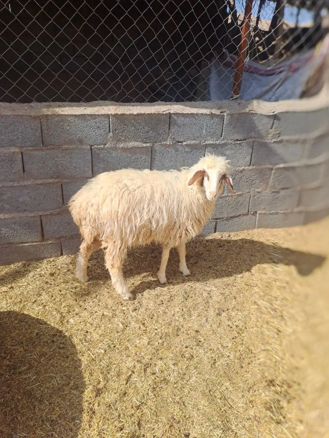 گوسفند میش و بز|حیوانات مزرعه|سیرجان, |دیوار