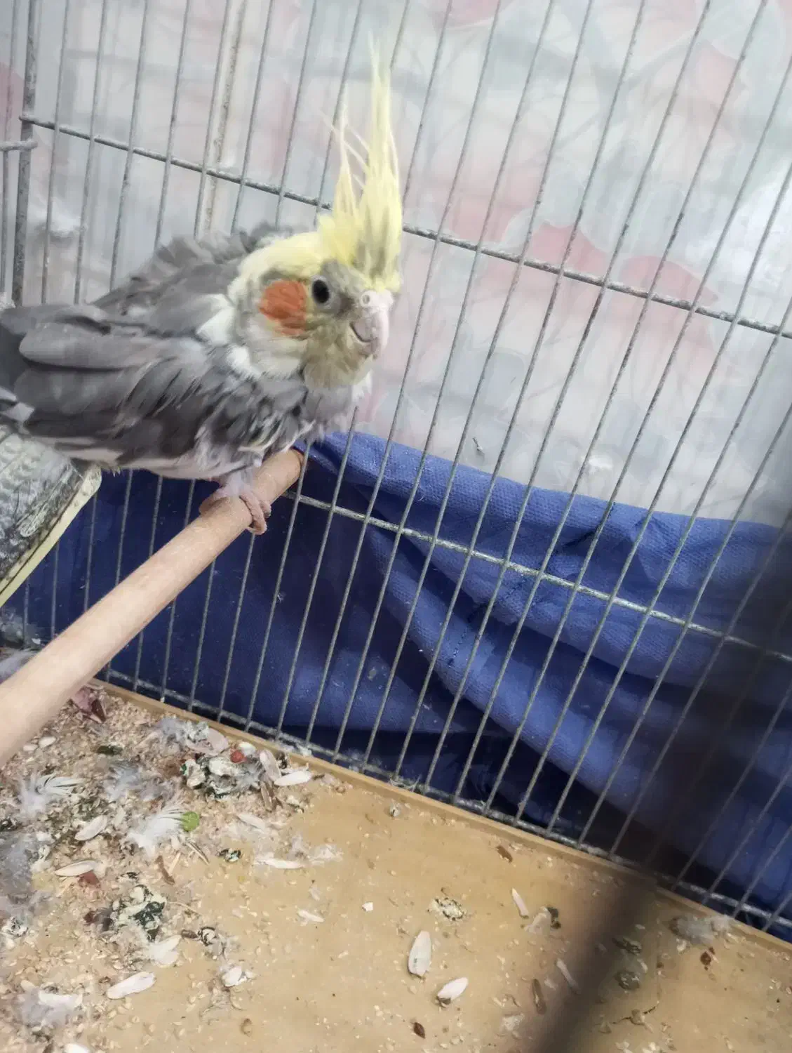 عروس هلندی نر در حال پر ریزی|پرنده|تربت‌حیدریه, ترمینال|دیوار