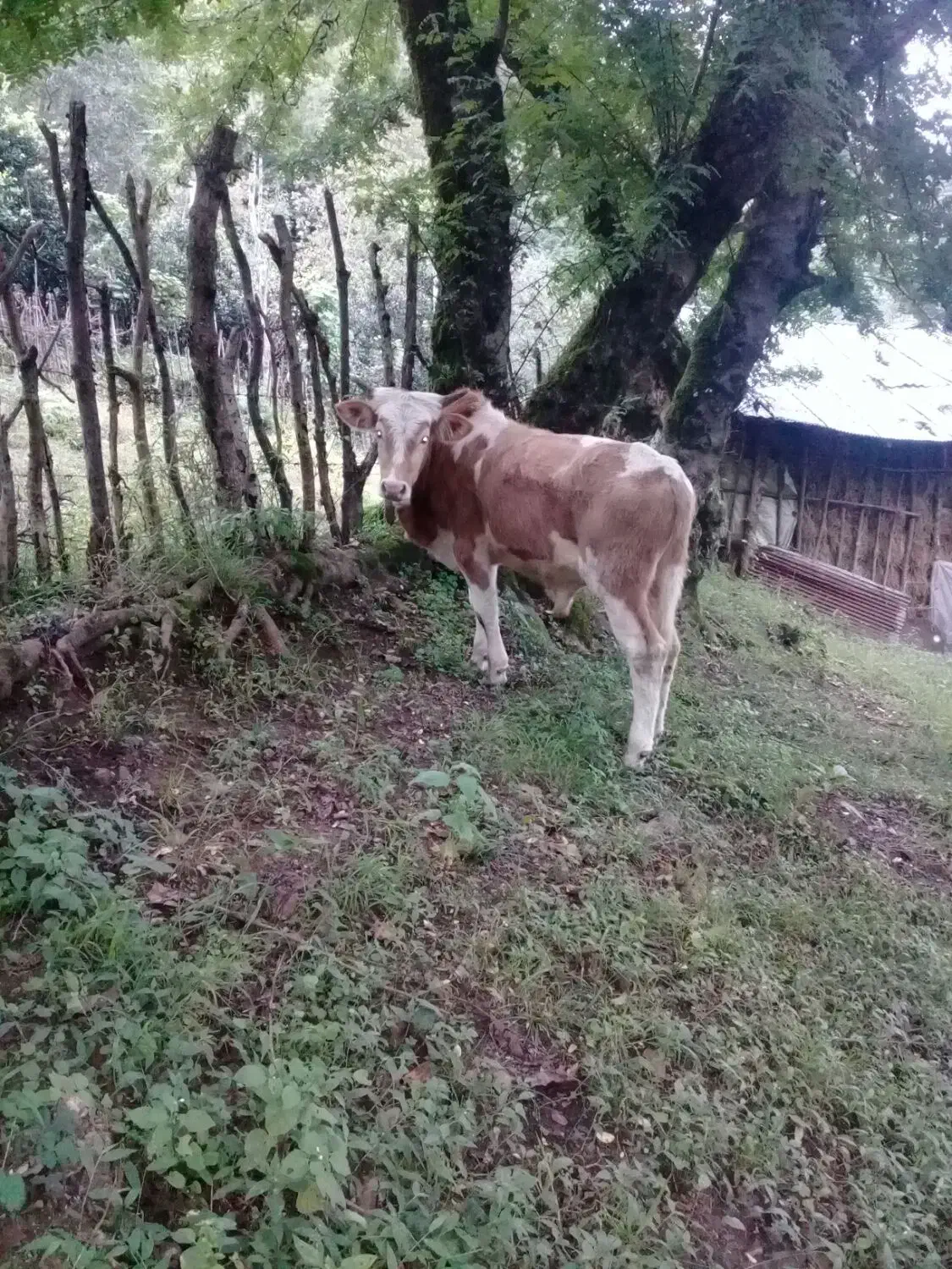 فروش کل دموس محلی|حیوانات مزرعه|املش, |دیوار