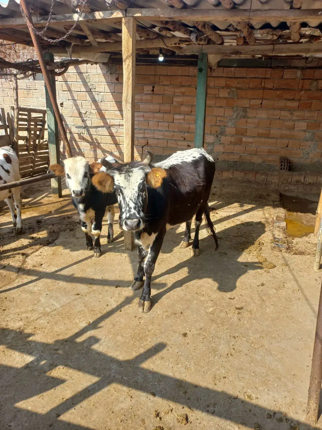 گاو با گوساله|حیوانات مزرعه|گرگان, |دیوار