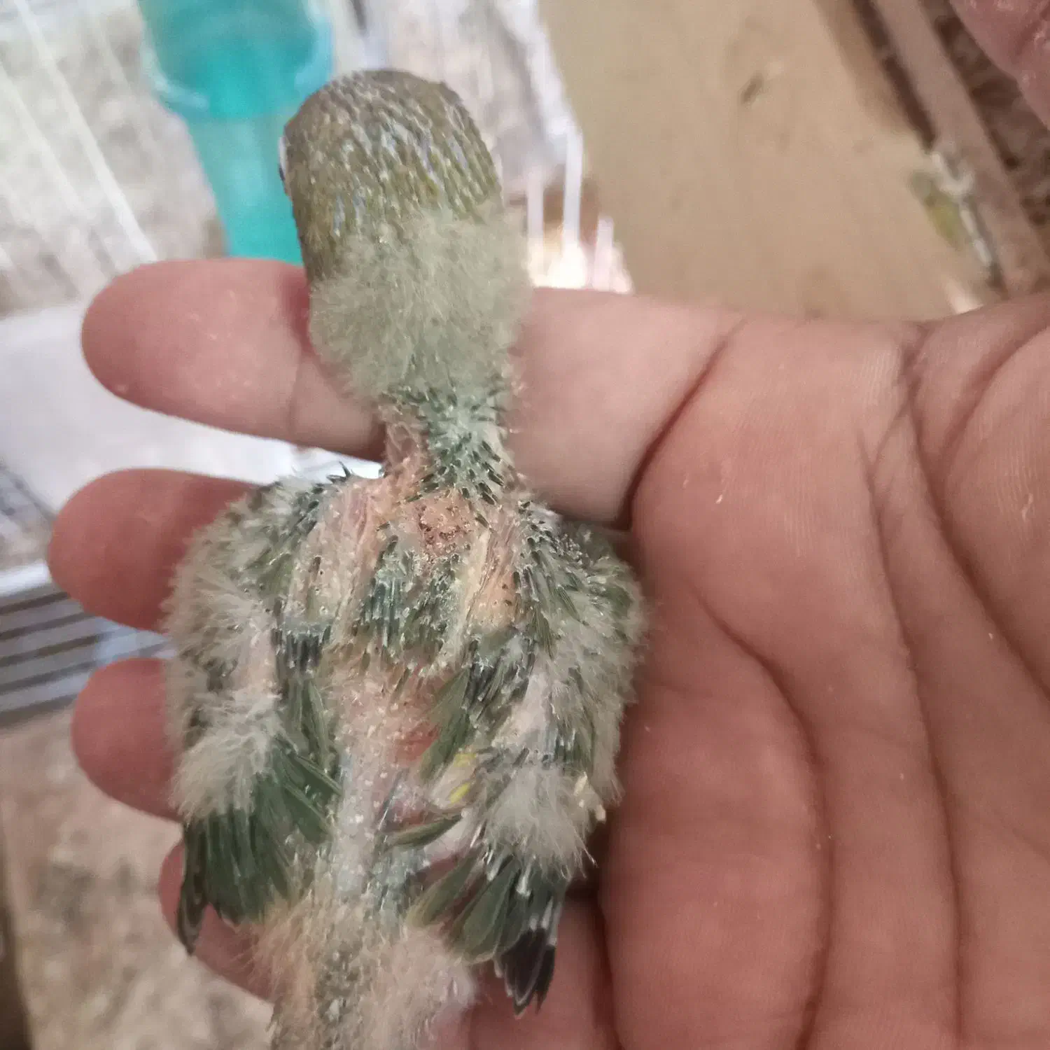 انواع عروس سرلاکی‌‌ و کوتوله سرلاکی‌ موجوده|پرنده|تربت جام, امام|دیوار