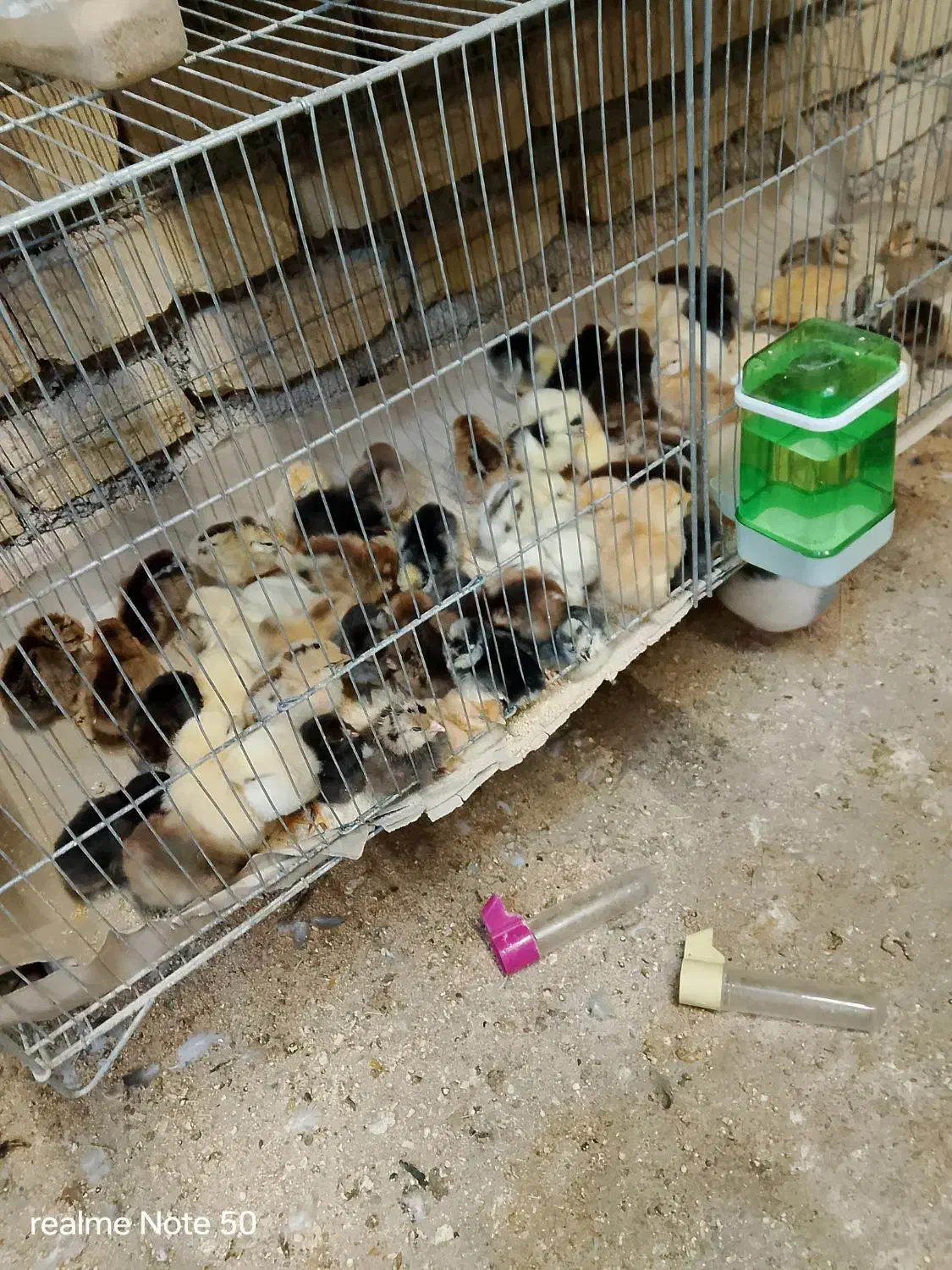 جوجه مرغ محلی یه روزه|حیوانات مزرعه|نطنز, |دیوار