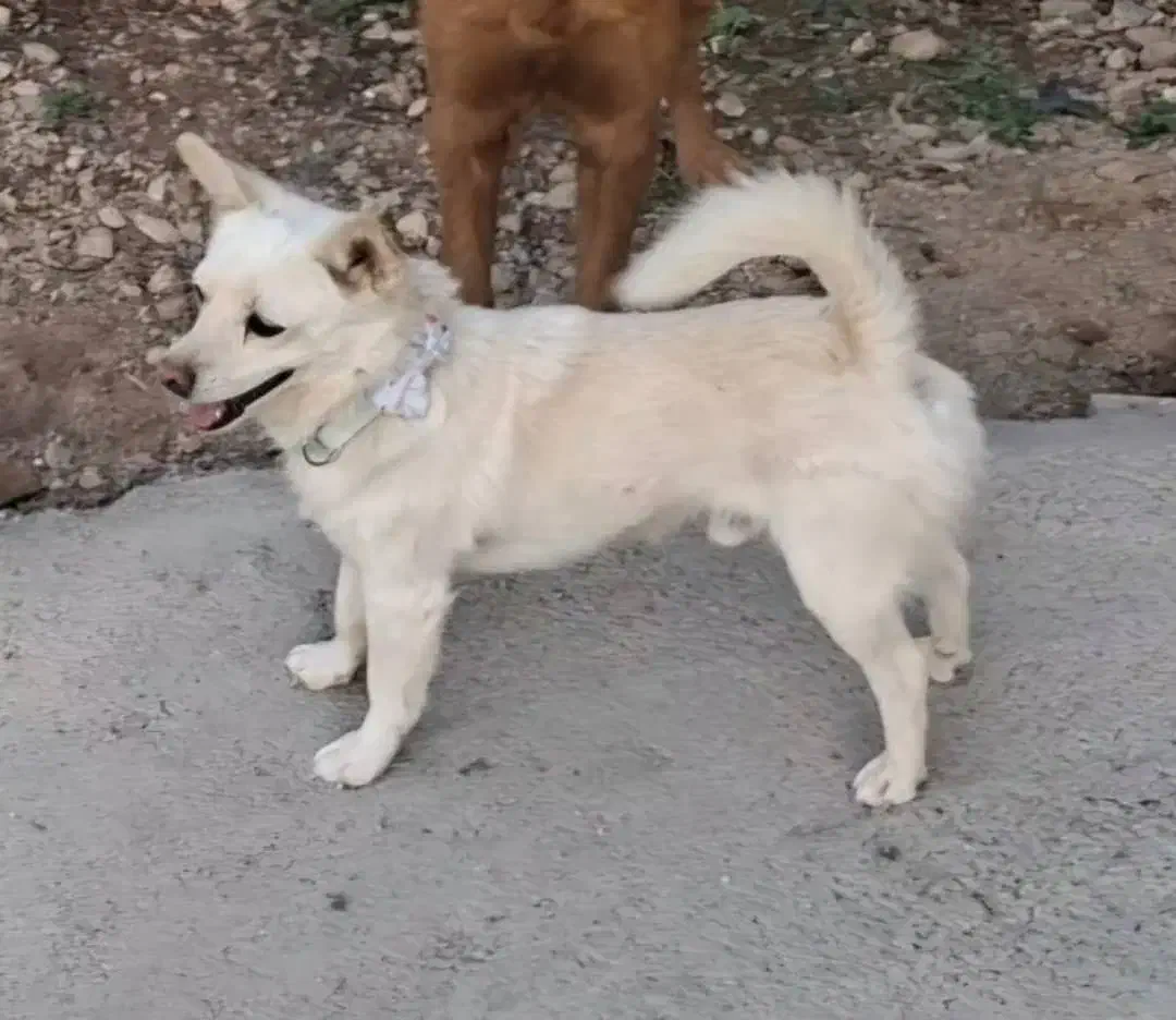 واگذاری حیوانات رایگان میپذیرم|سگ|شیراز, شیخ علی چوپان|دیوار