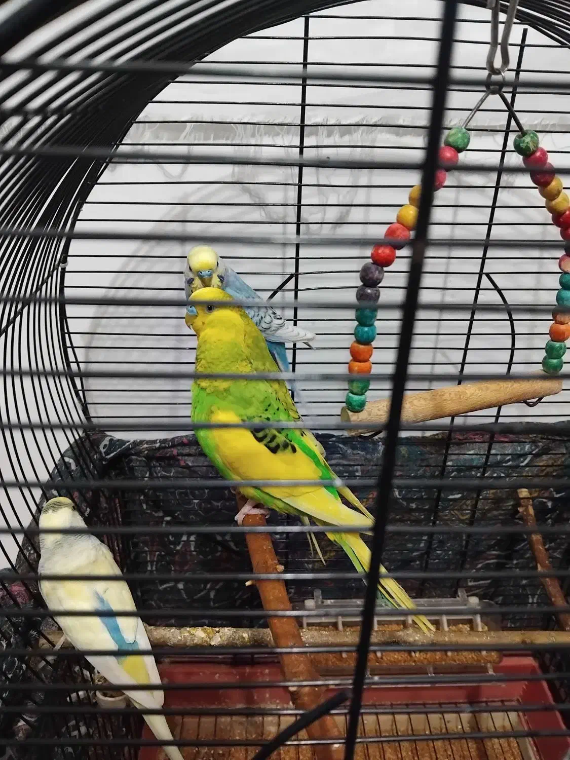 مرغ عشق فروشی|پرنده|سنگر, |دیوار