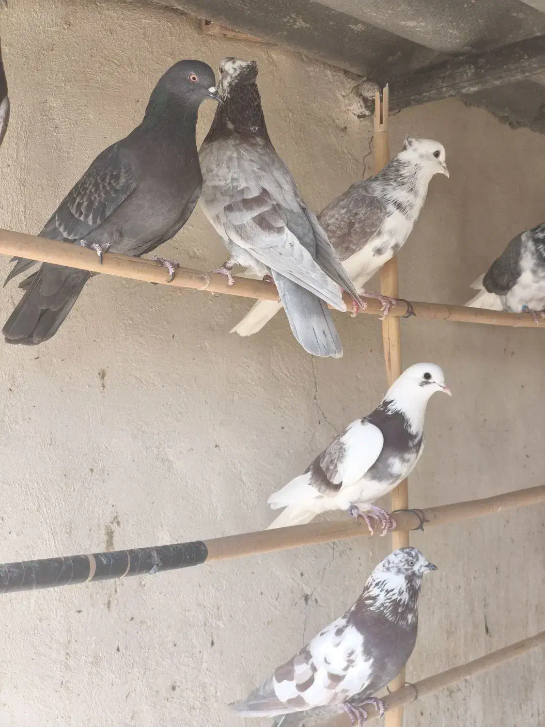 کبوتر خوب|پرنده|سمنان, |دیوار