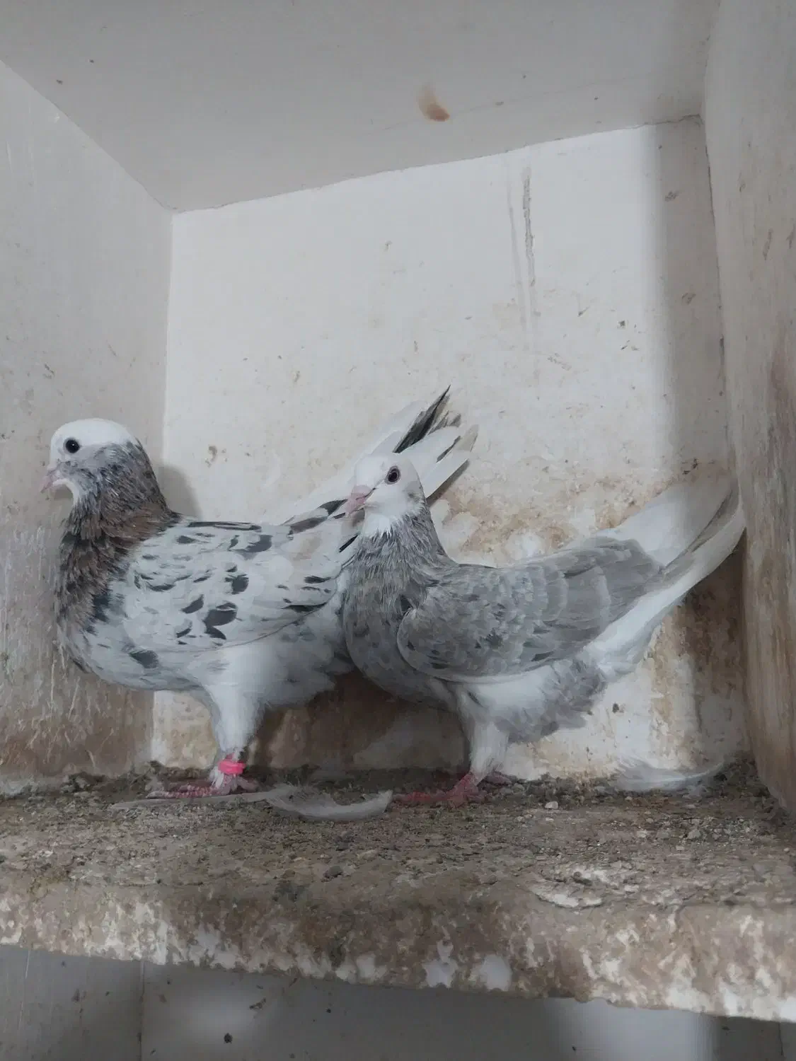 کبوتر|پرنده|مینودشت, |دیوار