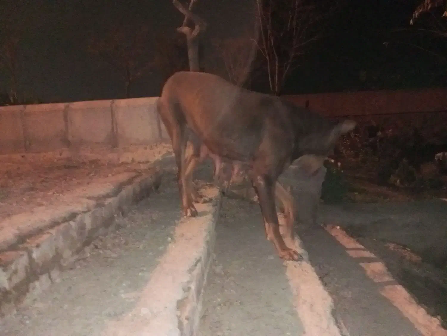 سگ دوبرمن ماده|سگ|مشهد, شترک|دیوار