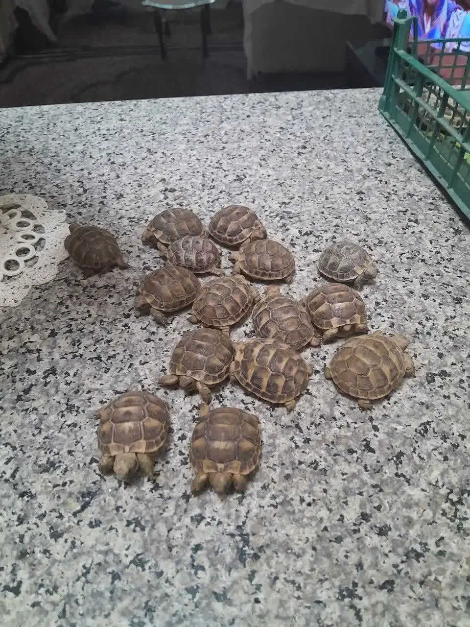 حیوان دستی|خزنده|سراوان, |دیوار