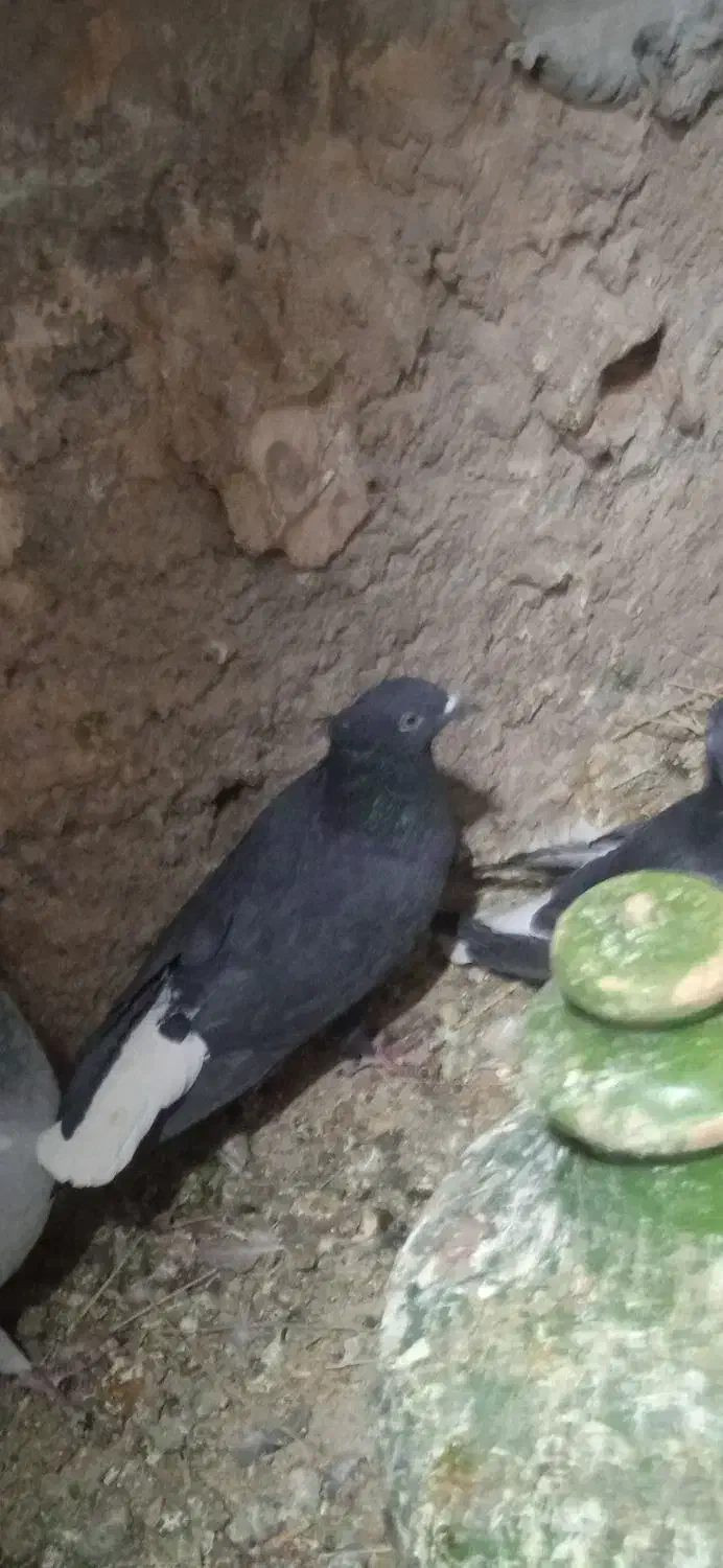 کفتر زاغ دم سفید|پرنده|بهرمان, |دیوار