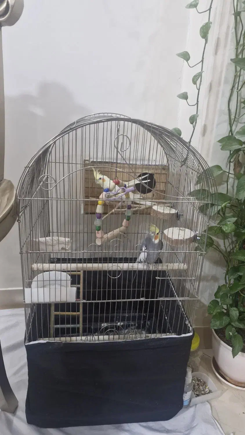 عروس هلندی|پرنده|فردیس, فردیس|دیوار