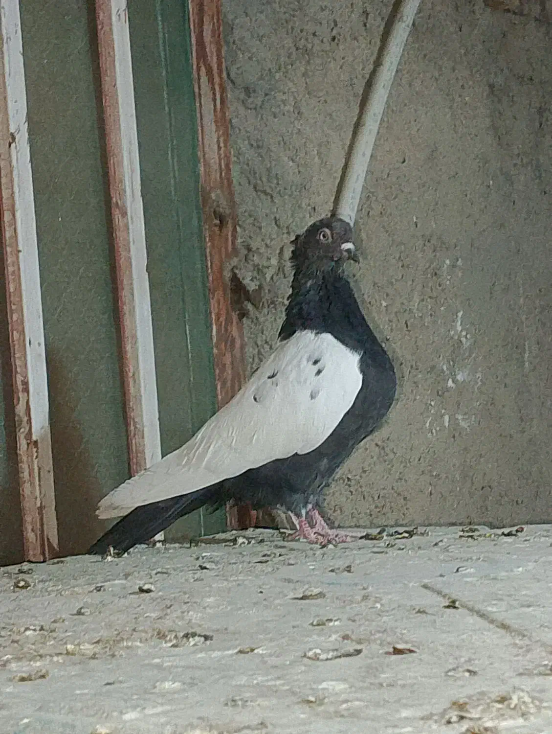 نر سینه سیاه عروسک|پرنده|هامون, |دیوار